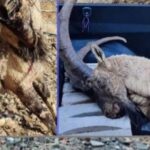 690x390cc srnk 12 12 2025 sirnek pezkovi ktliami