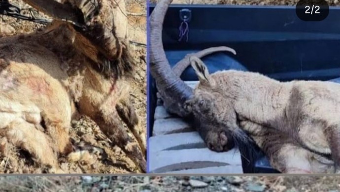 690x390cc srnk 12 12 2025 sirnek pezkovi ktliami